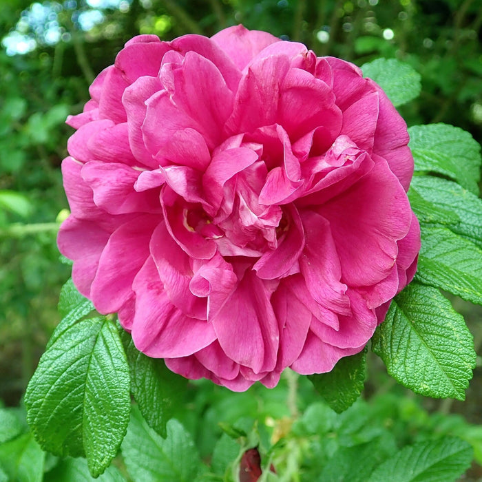 Rose, Hansa Landscape Shrub Rose