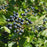 Viburnum, Blue Blaze™ Viburnum