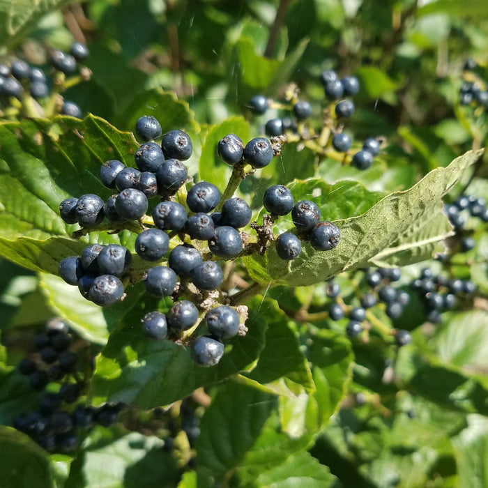 Viburnum, Blue Blaze™ Viburnum