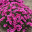 Dianthus, Paint the Town Fancy Dianthus