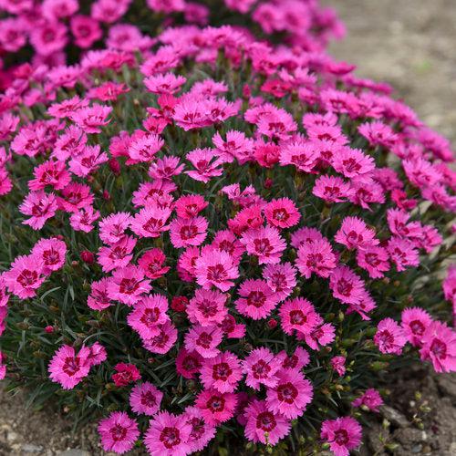 Dianthus, Paint the Town Fancy Dianthus