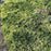 Juniper, Golden Carpet Creeping Juniper