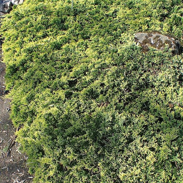 Juniper, Golden Carpet Creeping Juniper