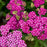 Yarrow, Firefly Fuchsia Yarrow