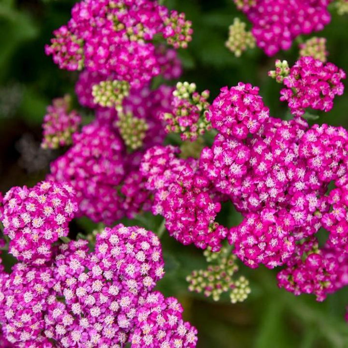 Yarrow, Firefly Fuchsia Yarrow