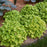 Coral Bells, PW® Dolce® Apple Twist Heuchera