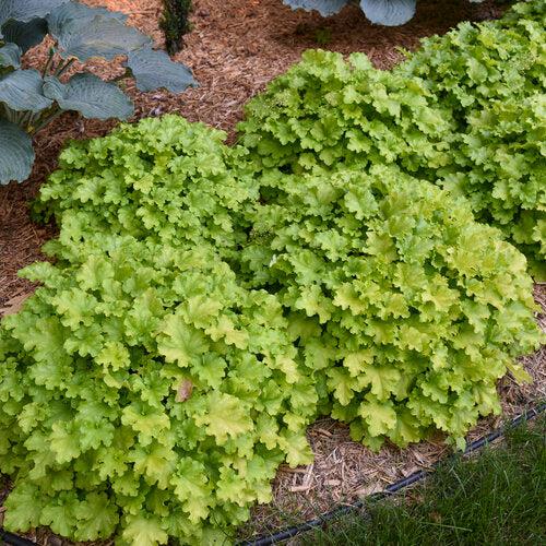 Coral Bells, PW® Dolce® Apple Twist Heuchera