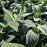 Lamb's Ear, Giant Lamb's Ear