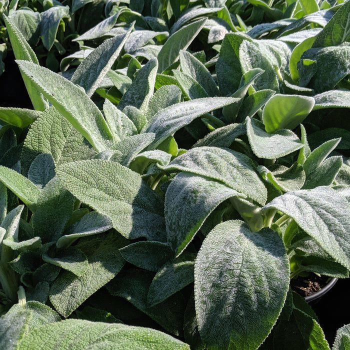Lamb's Ear, Giant Lamb's Ear