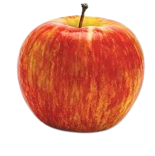 Apple, Honeycrisp, 7 gal. (5-7 ft)