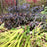 Leucothoe fontanesiana 'ReJoyce'  - ReJoyce Leucothoe