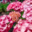 Hydrangea, Bloomin' Easy® Soul Mate™ Hydrangea