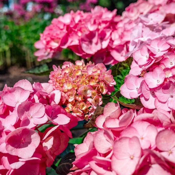 Hydrangea, Bloomin' Easy® Soul Mate™ Hydrangea