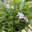 Phlox, Opening Act Pink-A-Dot Phlox
