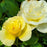 Rose, High Voltage Shrub Rose
