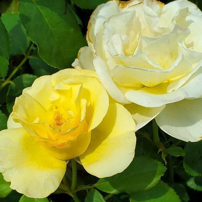 Rose, High Voltage Shrub Rose