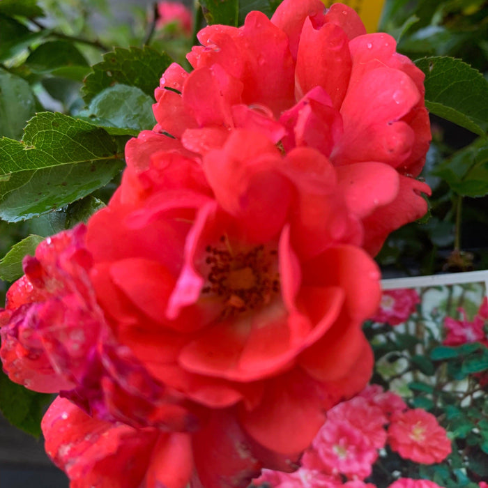 Rose, Coral Drift® Rose