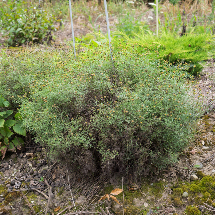 Tickseed, Moonbeam Threadleaf Coreopsis
