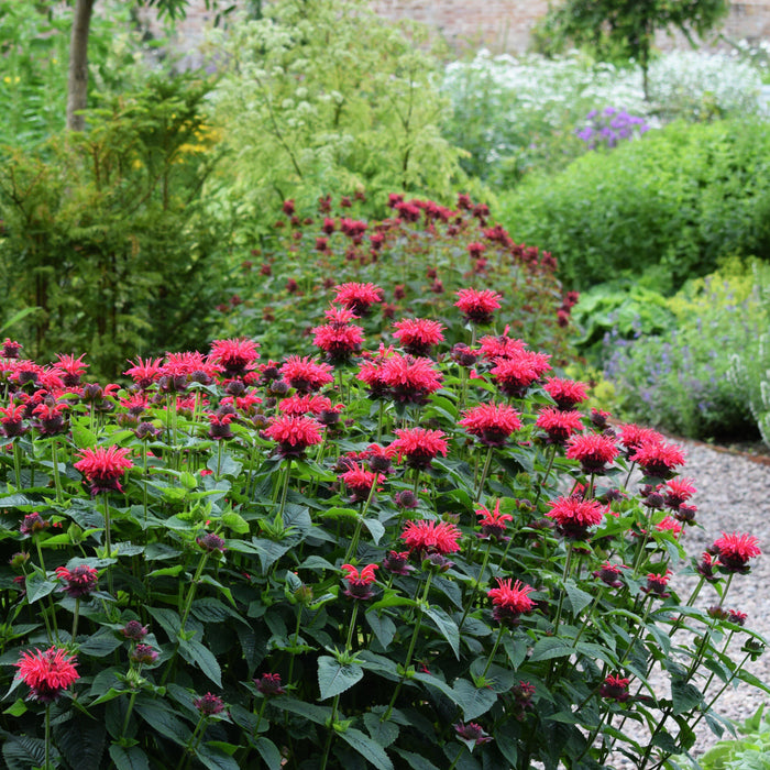 Bee Balm, Sugar Buzz® Cherry Pops Bee Balm