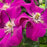 Clematis, Rouge Cardinal Clematis