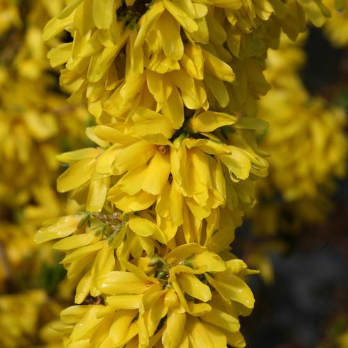 Forsythia, Show Off Starlet® Forsythia
