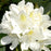 Rhododendron, Chionoides Rhododendron