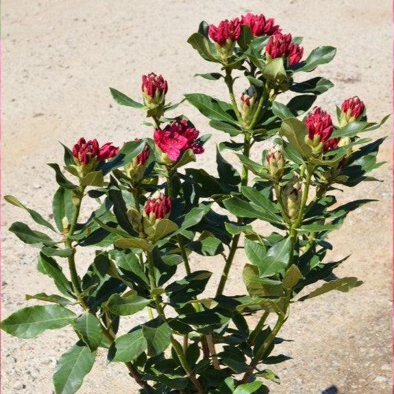 Rhododendron, Nova Zembla Rhododendron