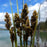 Sedge, Fox Sedge