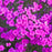 Phlox, Cloudburst Phlox