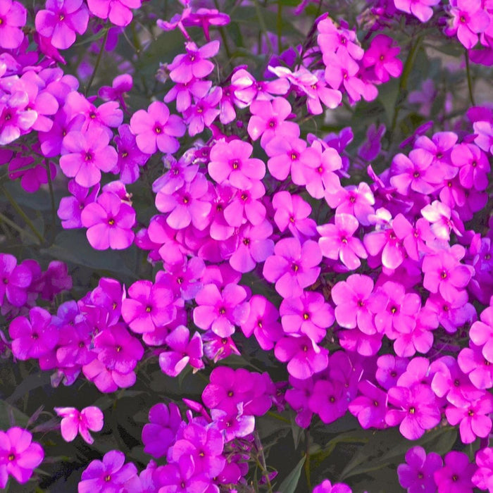 Phlox, Cloudburst Phlox