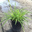 Daylily, Stella de Oro Daylily