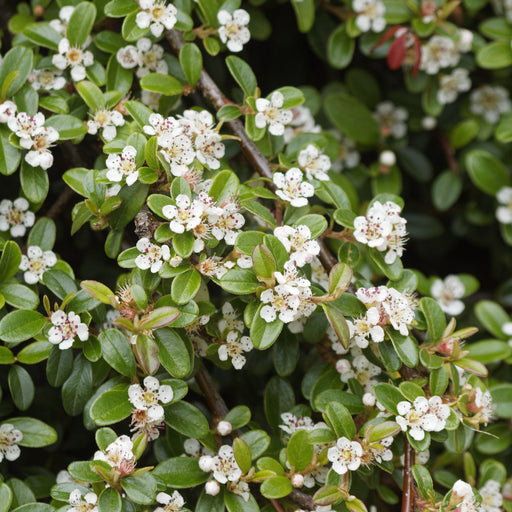 Cotoneaster, Coral Beauty Cotoneaster