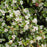 Cotoneaster, Coral Beauty Cotoneaster