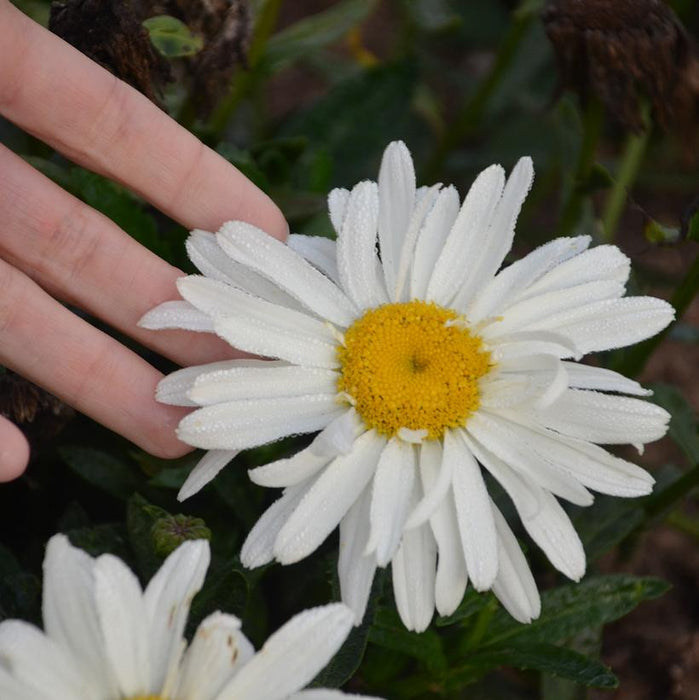Shasta Daisy, Spoonful of Sugar Shasta Daisy
