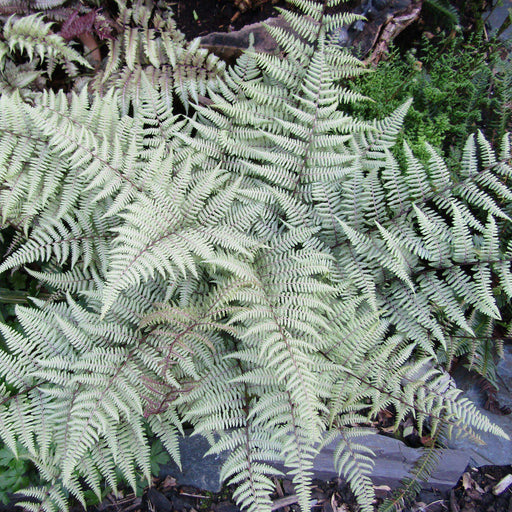 Fern, Ghost Fern