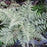 Fern, Ghost Fern