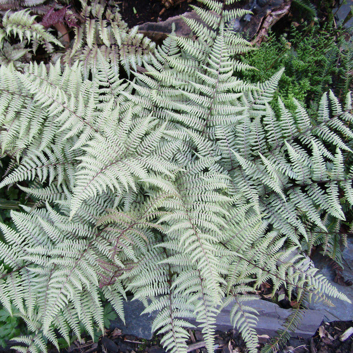 Fern, Ghost Fern