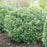 Ilex glabra 'ILEXFARROWTRACEY'  - Strongbox® Inkberry Holly