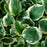Hosta, Earth Angel Hosta