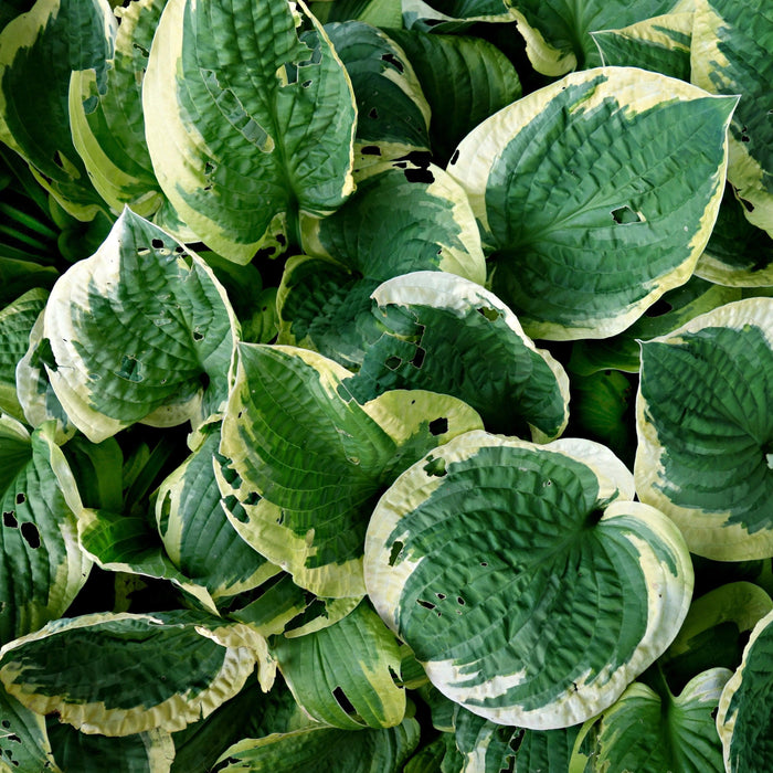 Hosta, Earth Angel Hosta
