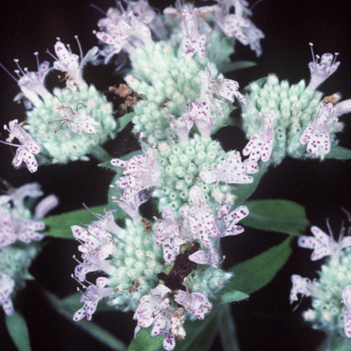 Mountain Mint, Virginia Mountain Mint