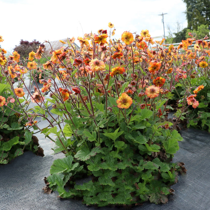 Avens, Tempo™ Fiesta Avens