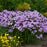 Phlox, Opening Act Blush Phlox