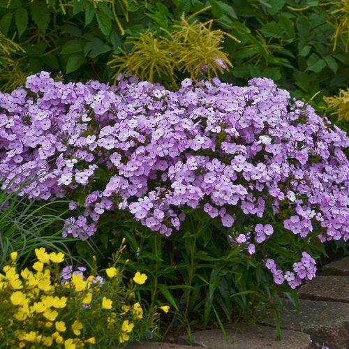 Phlox, Opening Act Blush Phlox