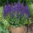Salvia, Color Spires® Violet Riot Salvia