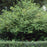 Viburnum, Snowball Viburnum