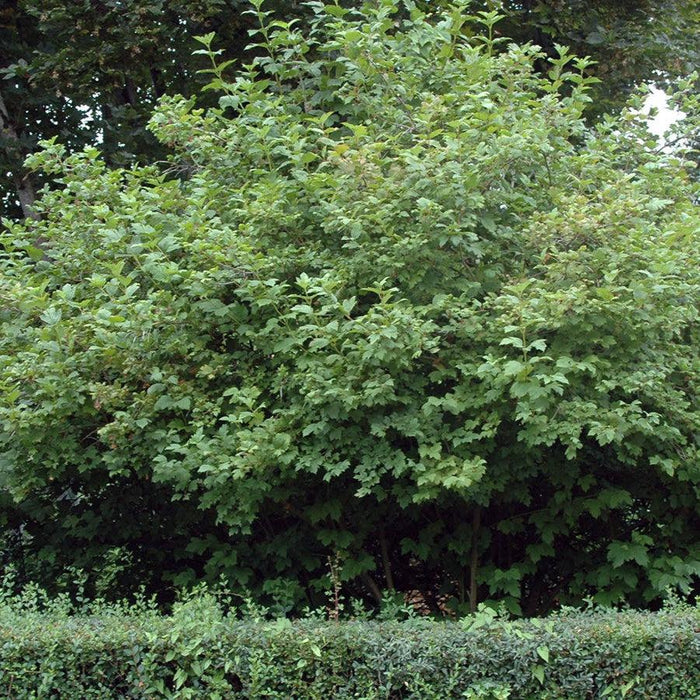 Viburnum, Snowball Viburnum
