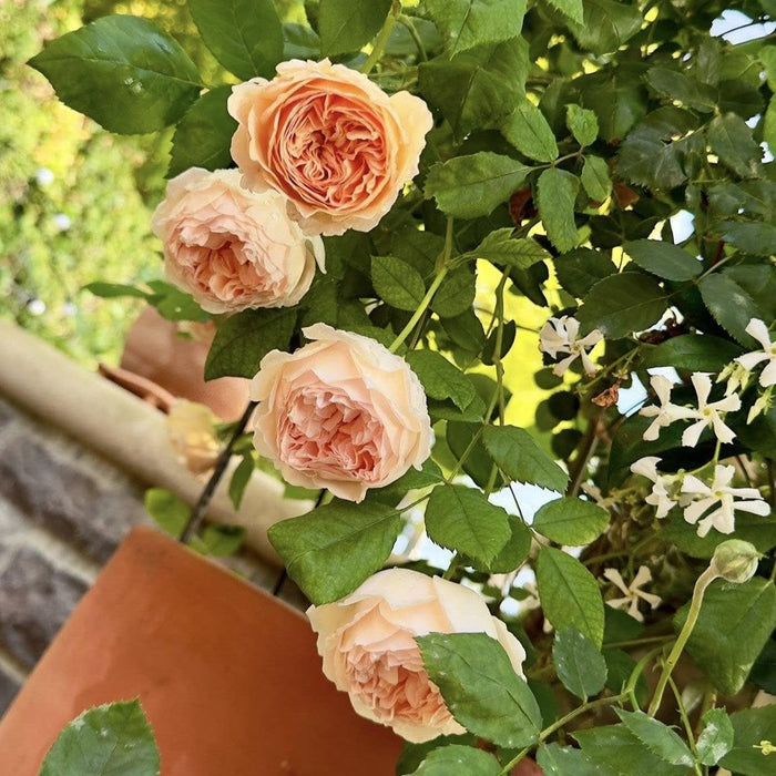 Rose, Crown Princess Margareta® Rose