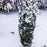 Yew, Stonehenge Skinny® Yew