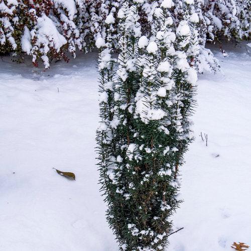 Yew, Stonehenge Skinny® Yew